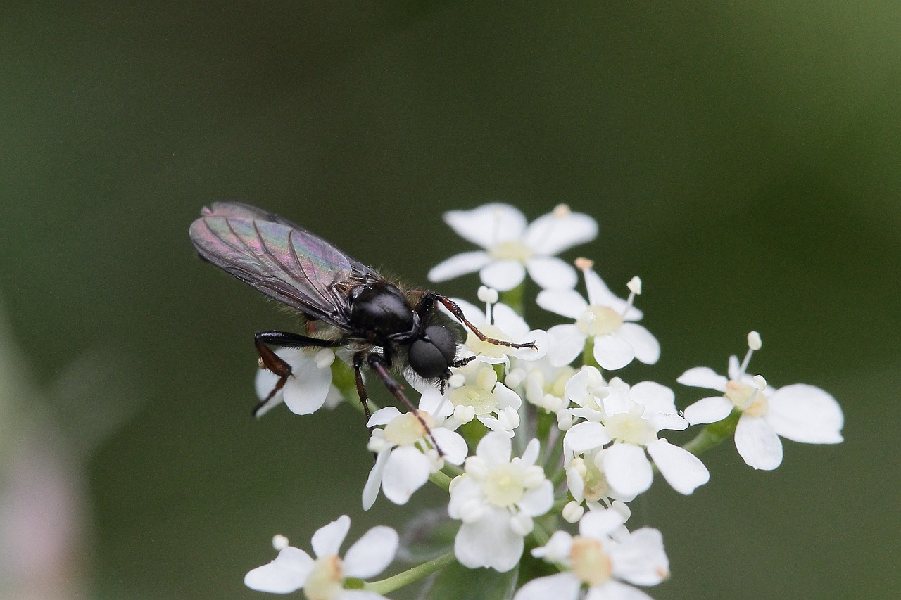 What Are Gnats and the Most Common Types? - Allen Pest Management