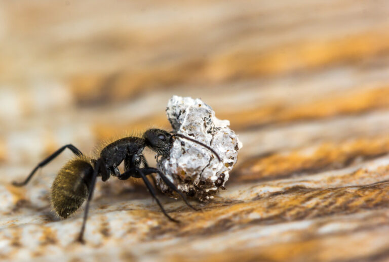 Is Your Property at Risk for Carpenter Ant Damage? Here's What to Know ...