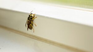 Who’s the Top Pest Control Company for Stinging Insect Removal in Bentonville, AR?