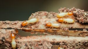 Who’s the Best Pest Control Company for Termite Infestations in Bentonville, AR?