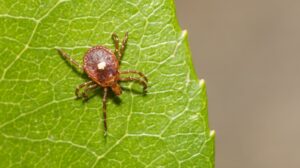 Why Ticks Are Common Around Bella Vista Trails, Woods, and Backyards