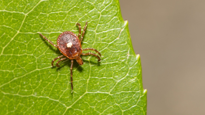 Why Ticks Are Common Around Bella Vista Trails, Woods, and Backyards