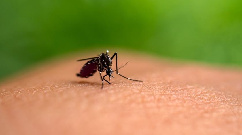 How to Get Rid of Mosquitoes in Your Bella Vista Backyard
