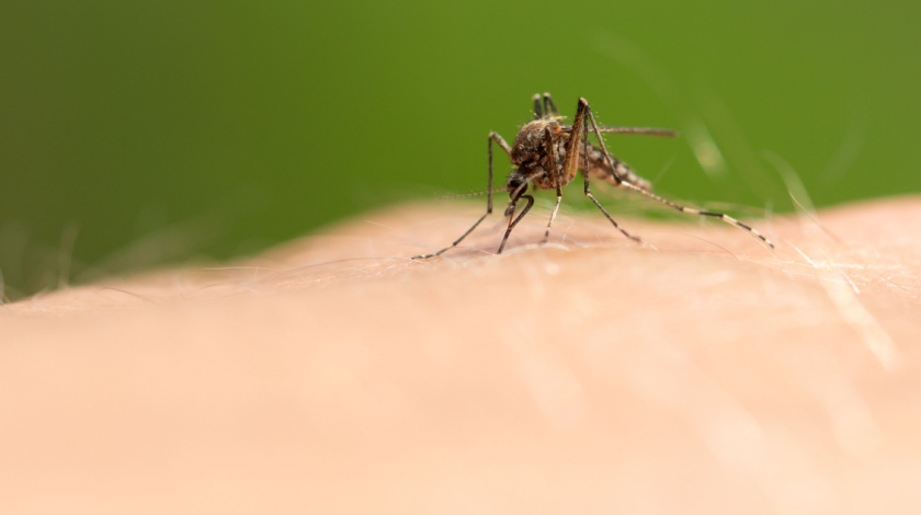 Is Professional Mosquito Control Worth It in Bella Vista, AR?