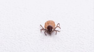 Where Ticks Hide Around Homes in Bella Vista, AR