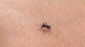 How Mosquito Control Programs Work for Fayetteville, AR Homes