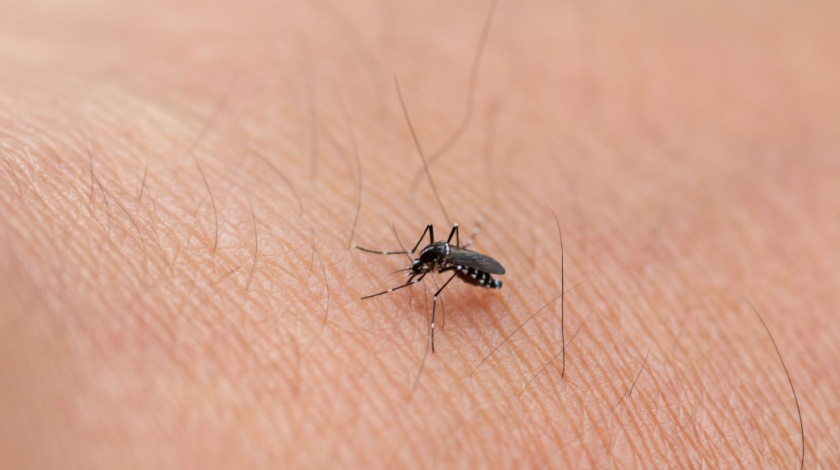 How Mosquito Control Programs Work for Fayetteville, AR Homes