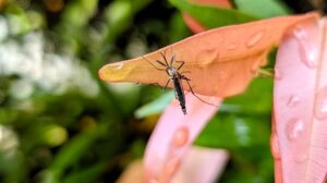 What Attracts Mosquitoes to Bentonville Backyards?