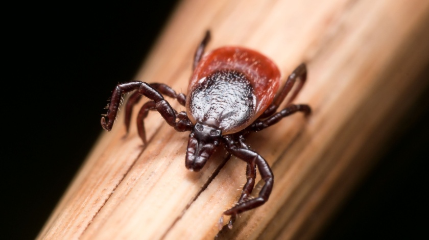 What Actually Works for Tick Control Around Bentonville, AR Homes?