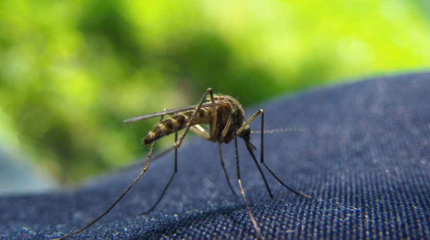 What to Expect from a Mosquito Treatment Service in Fayetteville, AR