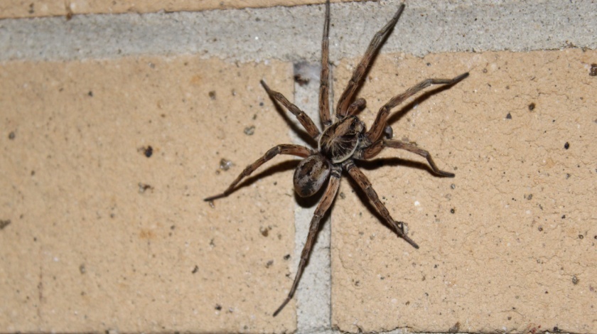 Common Spider Species Found Around Fayetteville Homes