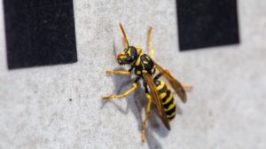 Why Wasps Love New Construction Homes in Fayetteville