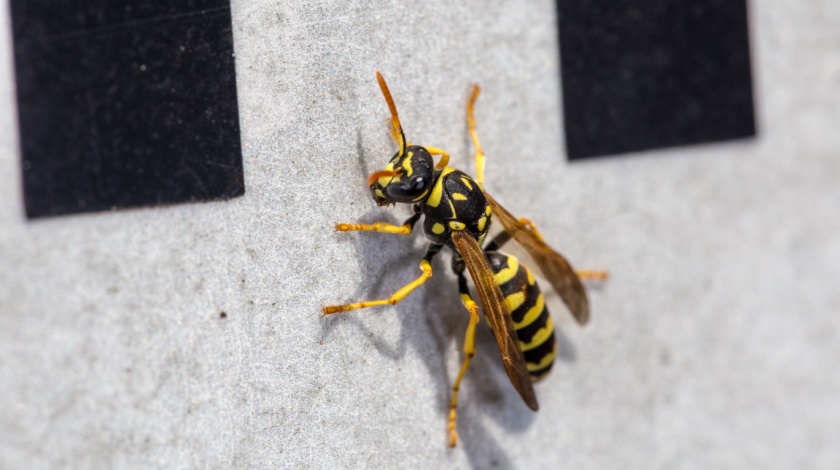 Why Wasps Love New Construction Homes in Fayetteville