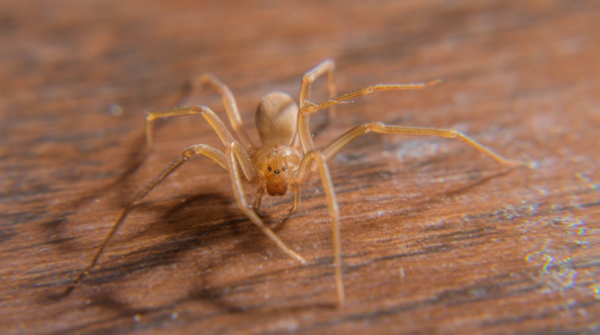 Brown Recluse Spiders in Northwest Arkansas: What Homeowners Need to Know
