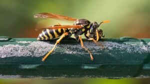 The Most Common Stinging Insects Found in Northwest Arkansas Backyards
