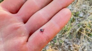 Living Near Woods? Common Pest Issues Facing Bella Vista Homeowners