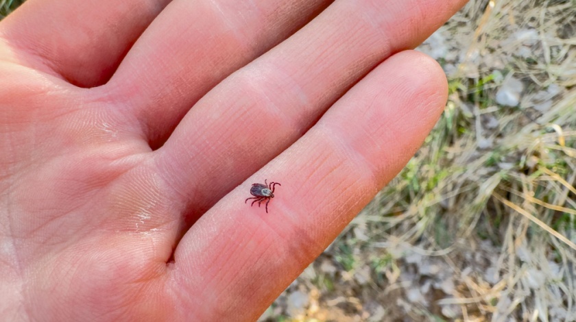 Living Near Woods? Common Pest Issues Facing Bella Vista Homeowners