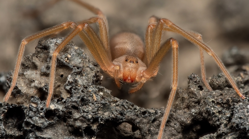 Are Brown Recluse Spider Bites Really as Dangerous as People Say?