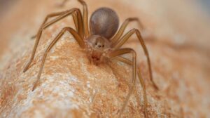 How to Tell if You Have Brown Recluse Spiders or Just Harmless House Spiders