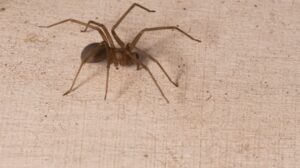 What Attracts Brown Recluse Spiders to Homes in Bella Vista?