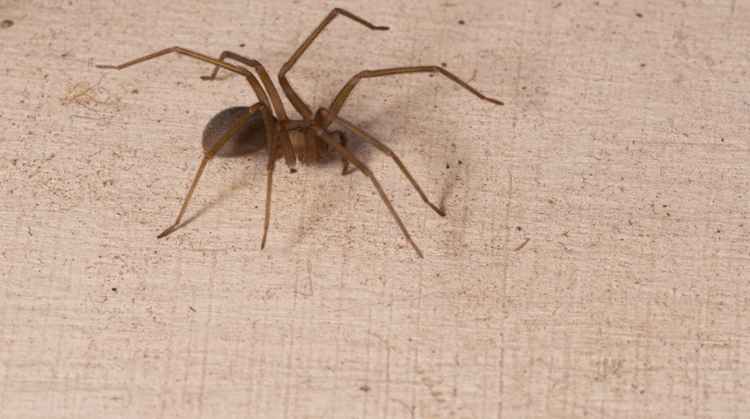 What Attracts Brown Recluse Spiders to Homes in Bella Vista?