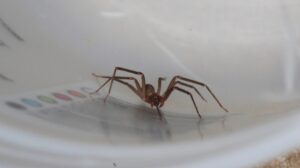 Why Are Brown Recluse Spiders So Common in Bentonville, AR Homes?