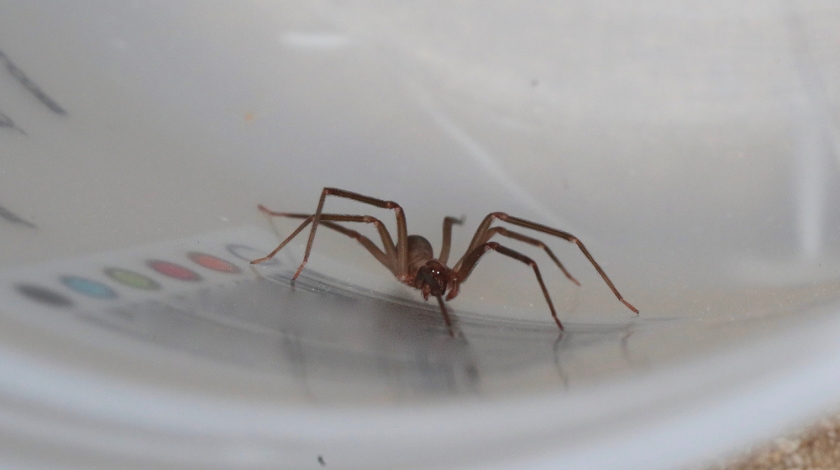 Why Are Brown Recluse Spiders So Common in Bentonville, AR Homes?