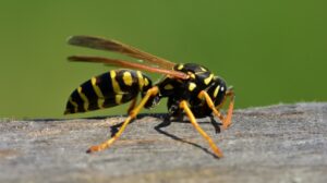 Why Yellowjackets Become So Aggressive in Late Summer Around Fayetteville Homes