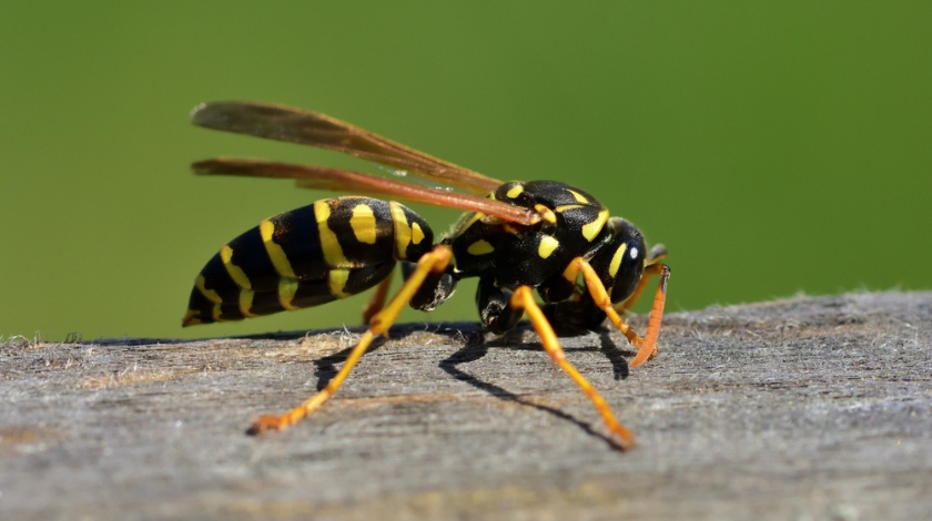 Why Yellowjackets Become So Aggressive in Late Summer Around Fayetteville Homes