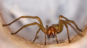 Why You're Seeing More Brown Recluse Spiders in Late Summer Around Fayetteville