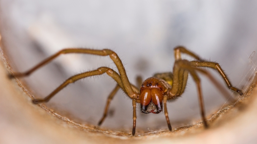 Why You're Seeing More Brown Recluse Spiders in Late Summer Around Fayetteville