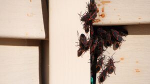 How to Keep Box Elder Bugs Off Your Bella Vista Home This Fall