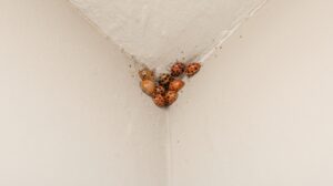 What to Do About Asian Lady Beetles Swarming Your Fayetteville Home