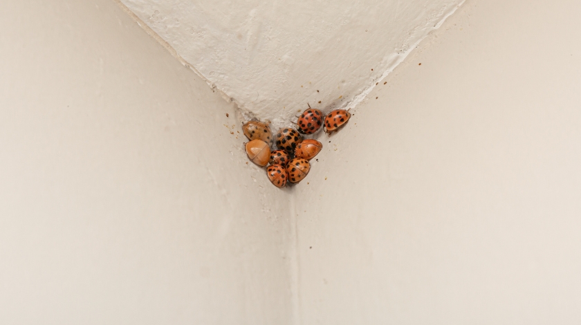 What to Do About Asian Lady Beetles Swarming Your Fayetteville Home
