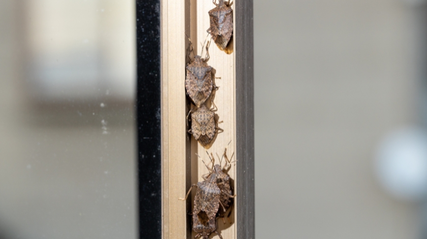 Why Stink Bugs Show Up Inside Fayetteville Homes Every Fall